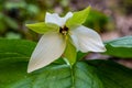 Close Up of Trillium Flower Royalty Free Stock Photo