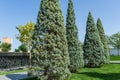 Close-up of trimmed Arizona cypress Cupressus arizonica `Blue Ice` in city park Krasnodar. Public landscape `Galitsky park`