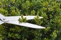 A close-up on trimming, cutting, pruning evergreen boxwood, buxus shrub using hedge shears to create topiary shapes and design