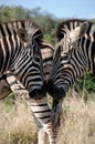 Close up of zebra at Addo National Elephant Park