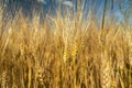 Close-up of triticale ears and blue sky Royalty Free Stock Photo