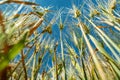 Close-up of triticale grain ears and blue sky Royalty Free Stock Photo