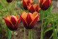 A close up of Triumph tulips of the `Slawa` variety - wine red blooms edged in vibrant orange