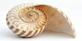 Trochus shell with spiral pattern Royalty Free Stock Photo