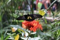 Close up of a Troides helena, Common Birdwing, butterfly perched on a tropical flowering plant with wings open