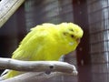 Bird yellow parrot Royalty Free Stock Photo
