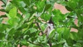 Tropical bird Red-whiskered bulbul Pycnonotus jocosus sitting on branch in Thailand