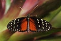 Tropical butterfly Dido Longwing on the green leaf Royalty Free Stock Photo