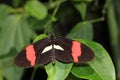 Tropical butterfly dido longwing on the leaf