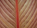 Close up tropical canna indica leaf pattern as background. Abstract canna lily nature leaves texture. Cannaceae. Red and Royalty Free Stock Photo