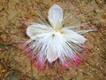 Close-up of a tropical casuarina flower