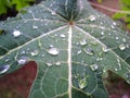 Close-up of a tropical, concept with raindrops hanging on the leaves, papaya leaf of green natural abstract, texture for