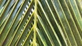 Close-up of tropical, concept texture coconut leaves, abstract green, nature for background Royalty Free Stock Photo