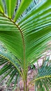 Close-up of tropical, concept texture coconut leaves, abstract green, nature for background Royalty Free Stock Photo