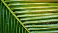 Close-up of tropical, concept texture coconut leaves, abstract green, nature for background Royalty Free Stock Photo
