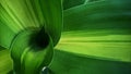 Close-up of tropical, concept texture leaves, abstract green, nature for background