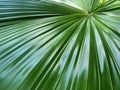 Close-up of tropical, concept texture leaves, abstract green, nature for background Royalty Free Stock Photo