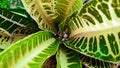 Close-up of tropical, concept texture leaves, abstract green, nature for background Royalty Free Stock Photo