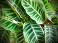 Close-up of tropical, concept texture leaves, abstract green, nature for background Royalty Free Stock Photo