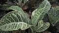 Close-up of tropical, concept texture leaves, abstract green, nature for background Royalty Free Stock Photo