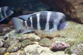 Close up on tropical Cyphotilapia frontosa fish