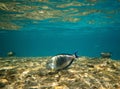 Close up of tropical fish, surgeonfish uderwater