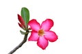 Close-up of Tropical flower pink adenium. Desert rose on isolated white background. Royalty Free Stock Photo