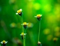 Tropical flowers, tridax procumbens or Mexican Daisy grass flowers growing up in the countryside.