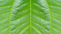 Close-up tropical fresh green leaf with show detail of rib and veins Royalty Free Stock Photo