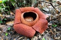 Close up of tropical giant flower Rafflesia keithii also know as corpse flower