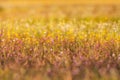 Close up tropical grass flower or eriocauulon smitinandii moldenke or eriocaulon henryanum ruhle blooming in the field