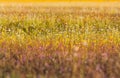 Close up tropical grass flower or eriocauulon smitinandii moldenke or eriocaulon henryanum ruhle blooming in the field