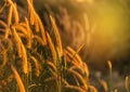 Close up tropical grass flower or setaceum pennisetum fountain grass on sunset. Royalty Free Stock Photo