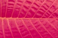 Close up of tropical green big leaf texture. Background. Royalty Free Stock Photo