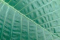 Close up of tropical green big leaf texture. Background. Royalty Free Stock Photo