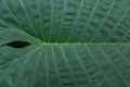 Close up of tropical green big leaf texture. Background. Royalty Free Stock Photo