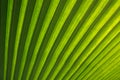 Close up of Tropical Green Leave Texture Royalty Free Stock Photo
