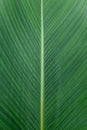 Close up of Tropical Green Leave Texture use as a Background Royalty Free Stock Photo