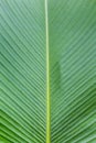 Close up of Tropical Green Leave Texture use as a Background Royalty Free Stock Photo