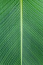 Close up of Tropical Green Leave Texture use as a Background Royalty Free Stock Photo