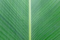 Close up of Tropical Green Leave Texture use as a Background Royalty Free Stock Photo