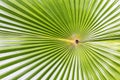 Close up of Tropical Green Leave Texture use as a Background Royalty Free Stock Photo