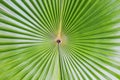 Close up of Tropical Green Leave Texture use as a Background Royalty Free Stock Photo