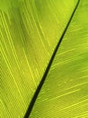 Close up of Tropical Green Leave Texture use as a Background Royalty Free Stock Photo