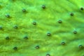 Close-up Tropical Green Plant Opuntia Cactus frolar background