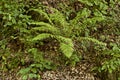 Close up tropical green shrub nephrolepis exaltata sword fern Royalty Free Stock Photo