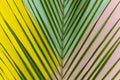 Close up tropical leaf on pink, yellow and mint tricolor background. Minimal summer exotic flat lay concept