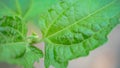 Close up tropical leaves, abstract green leaves texture, nature background Royalty Free Stock Photo