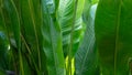 Close up tropical leaves, abstract green leaves texture, nature background Royalty Free Stock Photo