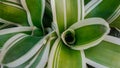 Close up tropical leaves, abstract green leaves texture, nature background Royalty Free Stock Photo